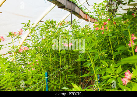 Die alstroemeria Blumen im Gewächshaus Stockfoto