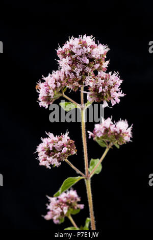 Einen einzelnen Stamm, Blätter und Blüten wilder Majoran, Origanum vulgare fotografiert auf einem schwarzen Hintergrund. De Wilde Majoran ist der gleichen Art ein Stockfoto