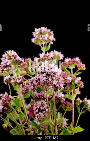 Ein Haufen wilder Majoran Origanum vulgare auf schwarzem Hintergrund fotografiert. VEREINIGTES KÖNIGREICH. Stockfoto