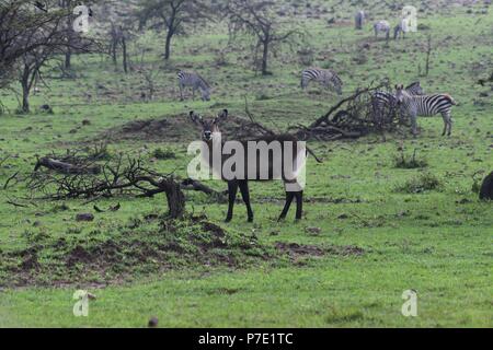 Wasserbock am Olare Motorogi Conservancy Masai Mara, Kenia, Afrika Stockfoto