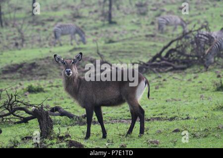 Wasserbock am Olare Motorogi Conservancy Masai Mara, Kenia, Afrika Stockfoto