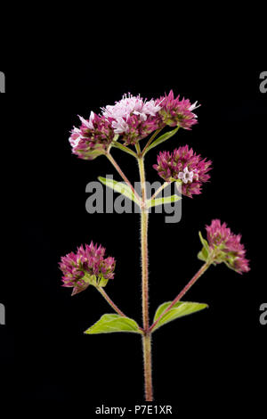 Einen einzelnen Stamm, Blätter und Blüten wilder Majoran, Origanum vulgare fotografiert auf einem schwarzen Hintergrund. De Wilde Majoran ist der gleichen Art ein Stockfoto