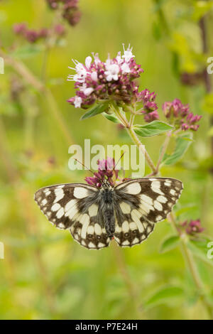 Ein Schmetterling, schachbrettfalter Melanargia galathea, ruht auf wilden Majoran, Origanum, vulgare, an einem feuchten Tag im Naturschutzgebiet Fontmell nach Dorset Ger Stockfoto