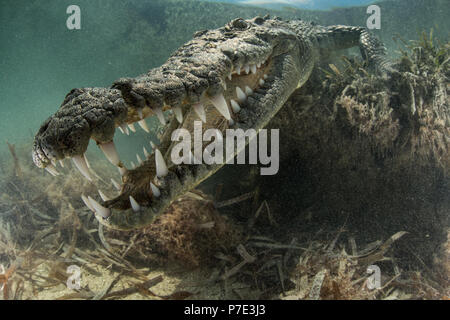 Spitzkrokodil (crocodylus acutus) in untiefen Zähne, Chinchorro Banken, Xcalak, Quintana Roo, Mexiko Stockfoto