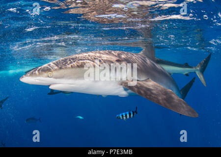 Seidig Hai in blaues Wasser, Revillagigedo, Tamaulipas, Mexiko Stockfoto