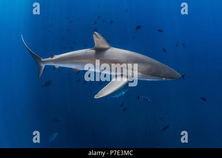 Seidig Hai in blaues Wasser, Revillagigedo, Tamaulipas, Mexiko Stockfoto