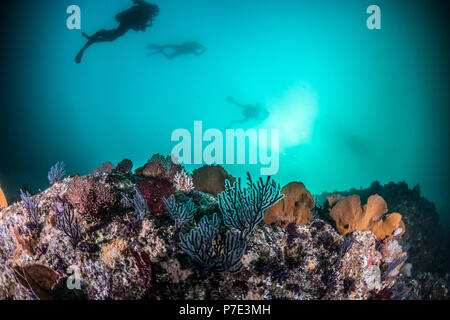 Taucher schwimmen oben Coral Reef, Puerto Vallarta, Jalisco, Mexiko Stockfoto