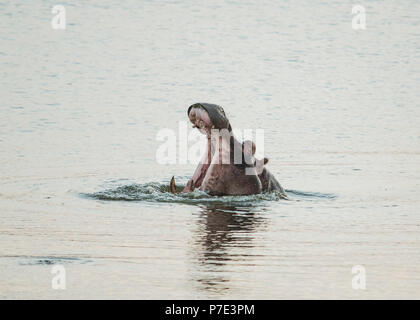 Kopf geschossen von Hippo mit offenem Mund im Fluss, Krüger Nationalpark, Südafrika Stockfoto