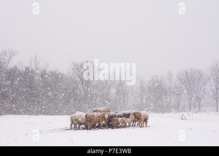 Herde von Kühen und Schafen gepresst zusammen im Feld während der schneesturm Stockfoto