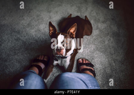Boston Terrier Hund liegend auf der Frau, Füße, persönliche Perspektive Stockfoto