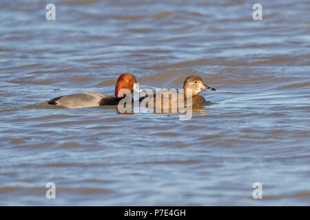 Ein Paar von redhead Enten auf dem Wasser. Stockfoto