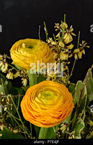 Kunst Stillleben natürlichen Blumen Farbe in der Nähe eines Blumenstrauß mit gelben und orangen Ranunkeln auf schwarzem Hintergrund Stockfoto