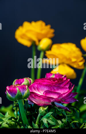 Detaillierte Kunst Stillleben Farbe Makro Blume Vorderansicht Porträt einer lila und gelb blühende buttercup Blüten mit Knospen und Blätter auf Schwarz Stockfoto