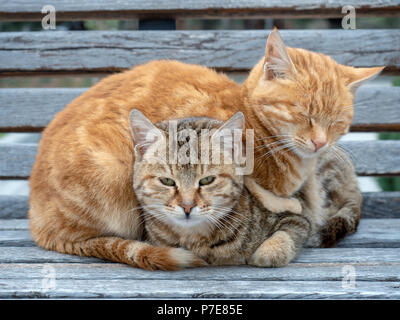 Zwei Katzen schlafen zusammen Stockfoto