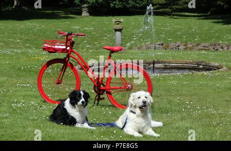 Golden Retriever und Border Collie vor dem roten Fahrrad Stockfoto