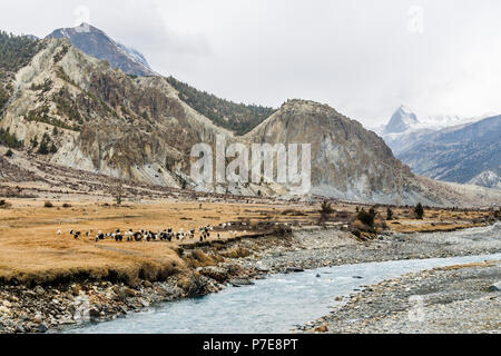 Herde Schafe weiden neben einem Fluss im Winter auf dem Annapurna Circuit Trail in der Nähe von Braga, Nepal Stockfoto