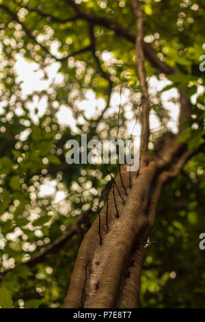 Treetrunk hat langen Stacheln auf der einen Seite glatt, weiche Oberfläche alle Runden, außer für diese unerwarteten Dornen. Stockfoto