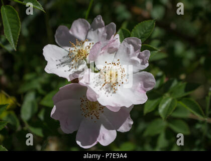 Evergreen Rosen in voller Blüte Stockfoto