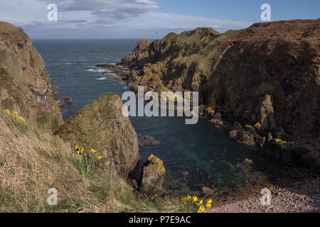 Klippen bei der bullers von Buchan, in der Nähe der Cruden Bay, Aberdeenshire, Schottland, Großbritannien. Stockfoto