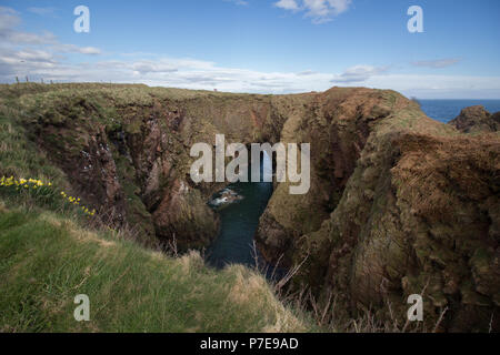 Klippen bei der bullers von Buchan, in der Nähe der Cruden Bay, Aberdeenshire, Schottland, Großbritannien. Stockfoto