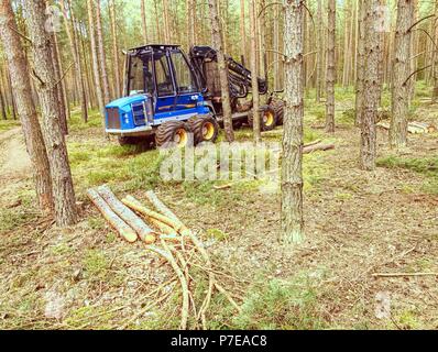 Ernte im Wald - 22. März 2014. Feldhäcksler cut Pinien. Schwere Maschine Holz Harvester. Der Feldhäcksler im Wald arbeiten. Stockfoto