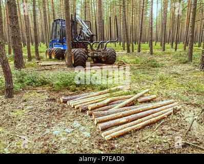 Ernte im Wald - 22. März 2014. Feldhäcksler cut Pinien. Schwere Maschine Holz Harvester. Der Feldhäcksler im Wald arbeiten. Stockfoto