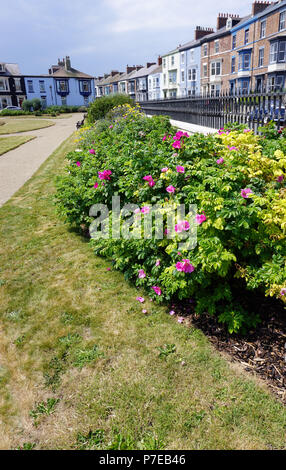 War Memorial Gardens Hartlepool Landspitze England Stockfoto