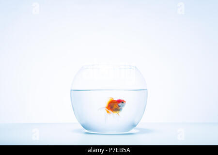 Ein Goldfisch in eine Schüssel geben. Stockfoto