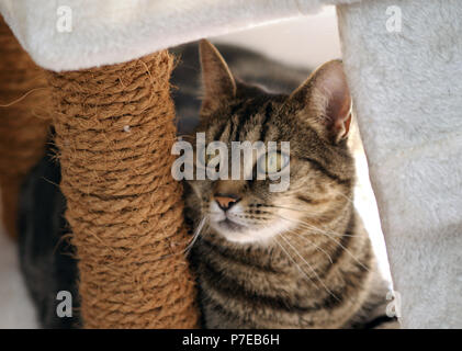 Inländische kurze Haare Tabby Katze neben einem Kratzbaum seitlich auf der Suche Stockfoto