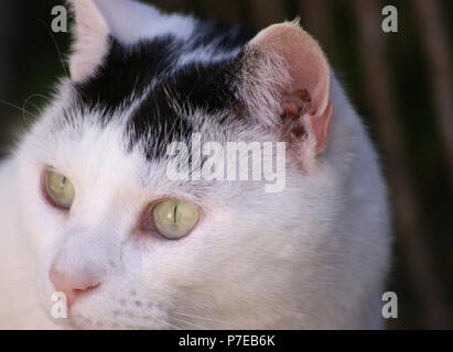 Weiße und schwarze inländischen kurze Haare Katze Stockfoto