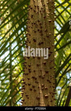 Spikes auf Baumstämme. Diese Bäume Dornen Blick verlockend wie Schokolade Küsse Stockfoto