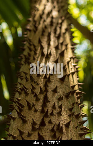 Spikes auf Baumstämme. Diese Bäume Dornen Blick verlockend wie Schokolade Küsse Stockfoto