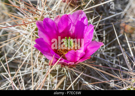 Grüne Erdbeere Hedgehog Cactus in der Blüte, Echinocereus Enneacanthus, in Big Bend National Park in Texas. Stockfoto