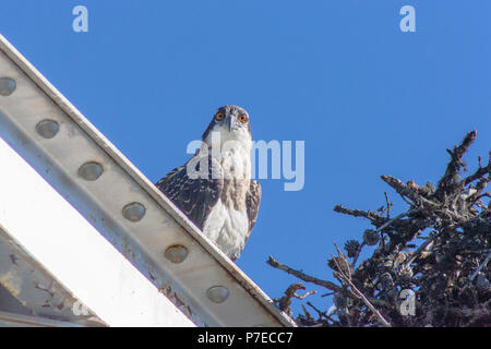 Junge Fischadler, Pandion haliaetus, Osprey Nest gebaut über den oberen Schienen einer Brücke entlang Canada Highway 1 im Banff National Park. Stockfoto