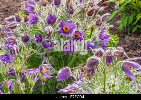 Pasque flower (Pulsatilla) an die Butchart Gärten an der Victoria, British Columbia, auf Vancouver Island. Stockfoto