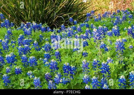 Texas Bluebonnets, Lupinus texensis, bei Mercer Arboretum und Botanischen Gärten im Frühjahr, Texas. Stockfoto