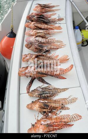 Frisch gefangen mit einem Speer in Salzwasser, invasive Rotfeuerfische auf Deck, Feuerfische sind ein großes Problem für einheimische Fische reef Arten, Marathon Key, Florida, USA Stockfoto