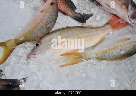 Frisch gefangen, Salzwasser Yellow Tail und red snapper Fisch auf Eis, Marathon Key, Florida, USA Stockfoto