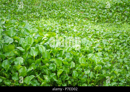 Eichhornia crassipes Wasserhyazinthe, allgemein bekannt ist, ist eine aquatische Pflanze im Amazonasbecken und ist häufig eine höchst problematische invasive spe Stockfoto