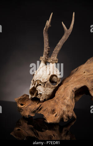 Verwitterte deer Skull, Schwarz Spiegel Hintergrund Stockfoto