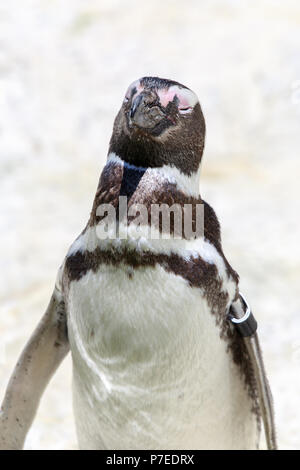 Magellanic Penguin Portrait. Stockfoto