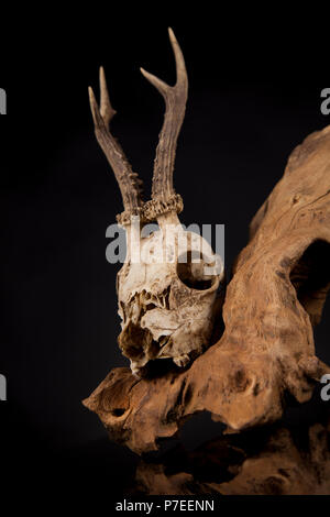 Deer skull, Schwarz Spiegel Hintergrund Stockfoto