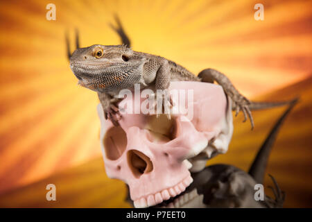 Schädel, Agama bärtigen, lizard Hintergrund Stockfoto