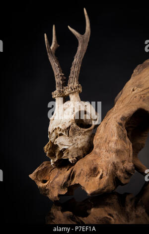 Deer skull, Schwarz Spiegel Hintergrund Stockfoto
