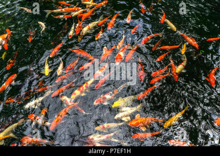 Viele phantastische Karpfen oder Namens Koi Fische schwimmen im Karpfenteich. Sun Licht filter Effekt. Stockfoto