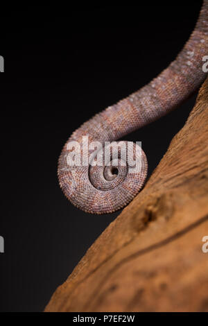 Grüne Chamäleon auf der Wurzel, lizard, schwarzer Hintergrund Stockfoto