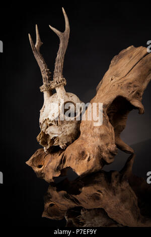 Verwitterte deer Skull, Schwarz Spiegel Hintergrund Stockfoto