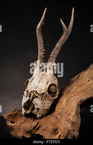 Deer skull, Schwarz Spiegel Hintergrund Stockfoto