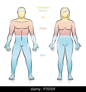 Zusammensetzung der wichtigsten Moleküle, die ein normales Gewicht Person erstellen. Wasser, Fett, Eiweiß, Mineralstoffen und Kohlenhydraten. Stockfoto