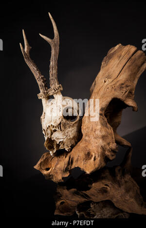 Deer skull, Schwarz Spiegel Hintergrund Stockfoto